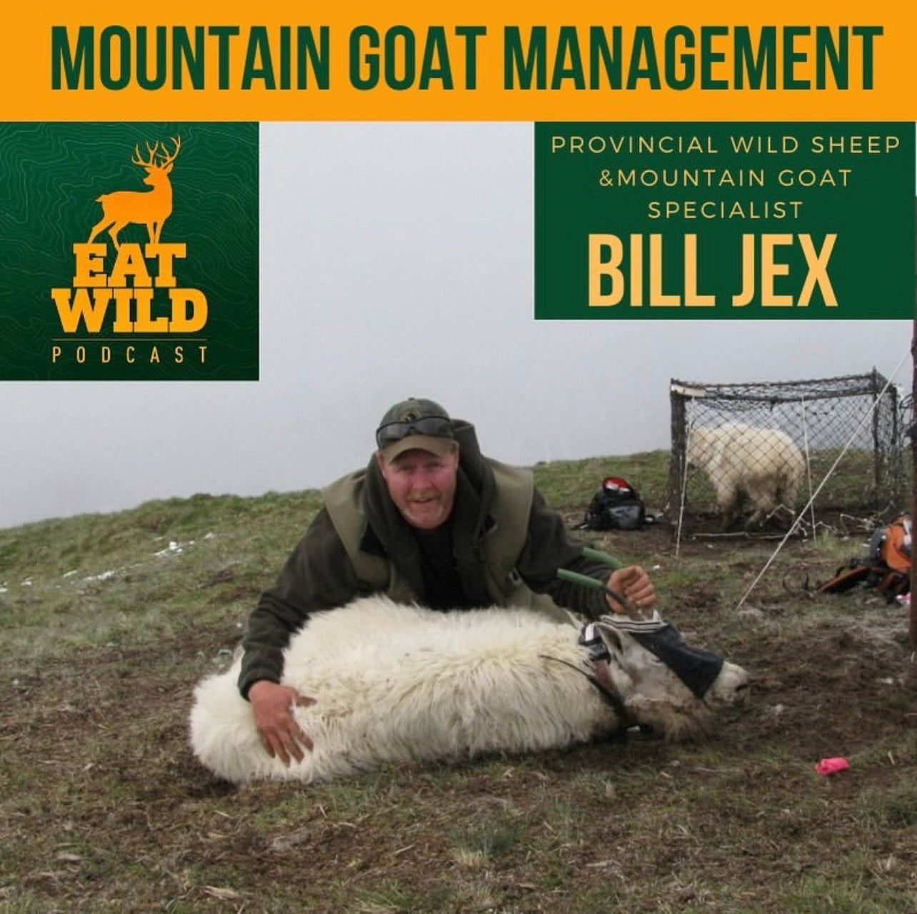 EatWild 79 - Mountain Goat Management - With Bill Jex - Provincial wild sheep and mountain goat specialist