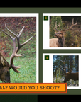 Elk Hunting