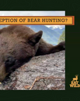 Learn to Bear Hunt