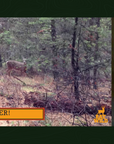 Still Hunting Techniques - How to hunt timber