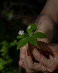 Forage and Feast Workshop