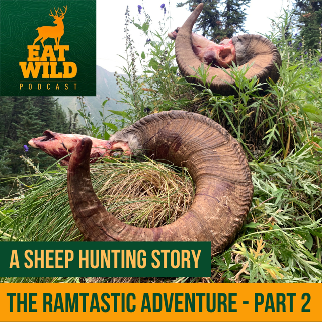 EatWild 58 - The Ramtastic Adventure Part 2 - Stalking sheep