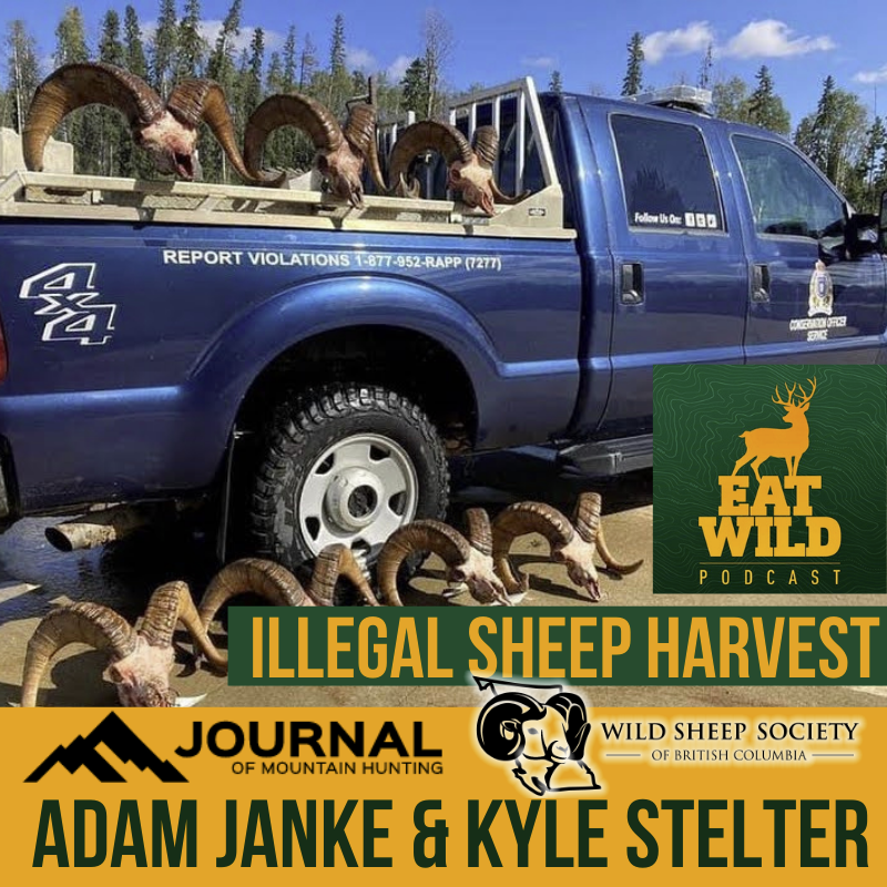 EatWild 56 - Illegal Sheep Harvest - Why are we making mistakes?