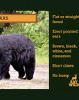 Learn to Bear Hunt